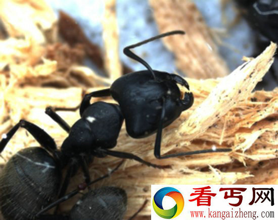 一奇特细菌可抑制寄居体生育雄性后代