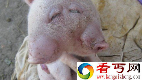 双头小猪存活数天便死亡