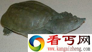 奇闻!中华鳖可通过嘴部排泄尿素