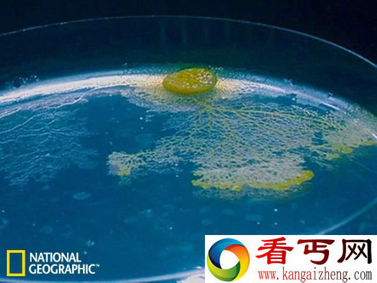 粘液菌没有大脑却拥有记忆 知道自己是否曾经到过那里
