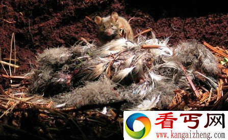 英海岛发现恐怖“杀手老鼠” 嗜好吞食海鸟