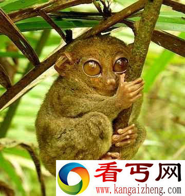 (图)盘点自然界9大怪异动物幽灵蝙蝠酷似外星人