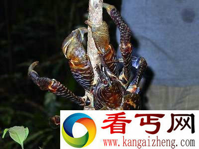 (图)盘点自然界9大怪异动物幽灵蝙蝠酷似外星人