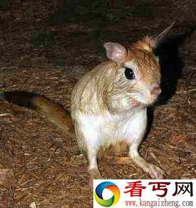 (图)盘点自然界9大怪异动物幽灵蝙蝠酷似外星人