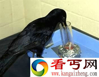 大自然高智商动物拥有自我意识的大象