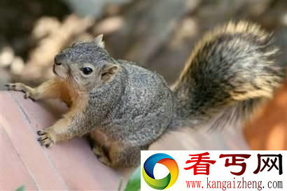 大自然高智商动物拥有自我意识的大象