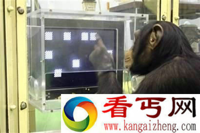 大自然高智商动物拥有自我意识的大象