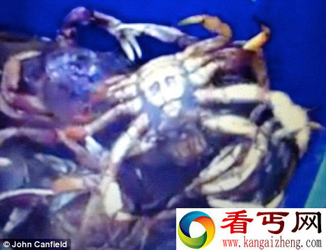 美一螃蟹腹部图案酷似拉登头像(组图)