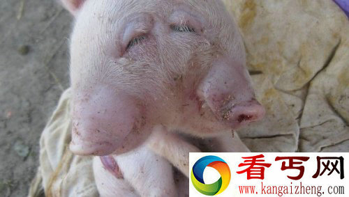 俄罗斯一农场出现双头小猪仅存活数天(图)