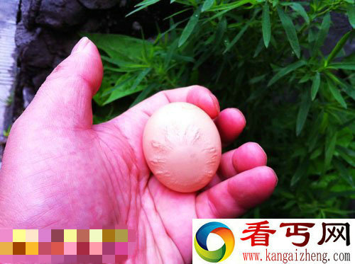 一母鸡连下两天文图案蛋（图）