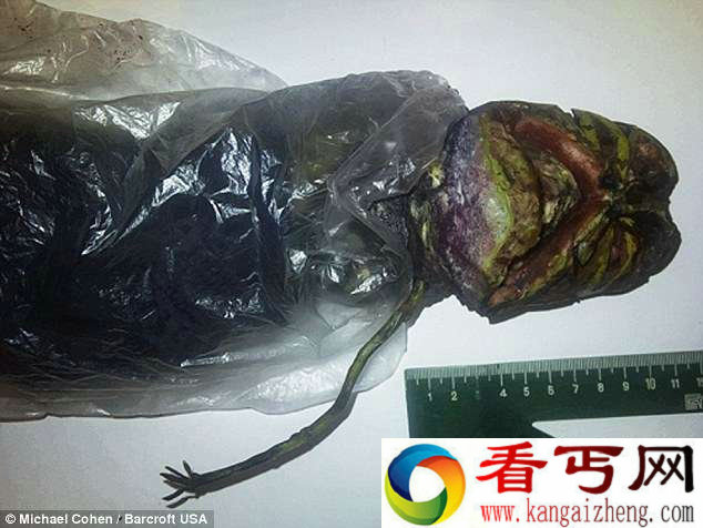(图)外星人尸体放冰箱两年 脱水成干尸似人鱼混合体