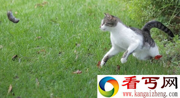 (图) 美摄影爱好者拍到猫捉老鼠精彩瞬间