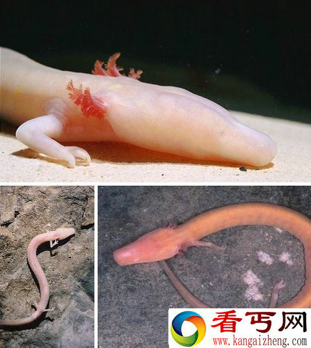 (多图)盘点十大最神秘无眼动物 