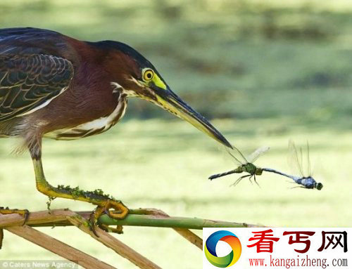 摄影师捕捉到绿鹭捕食蜻蜓戏剧性场面
