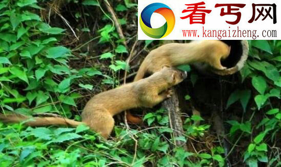黄鼠狼附身科学解释，黄鼠狼的臊味能让人致幻