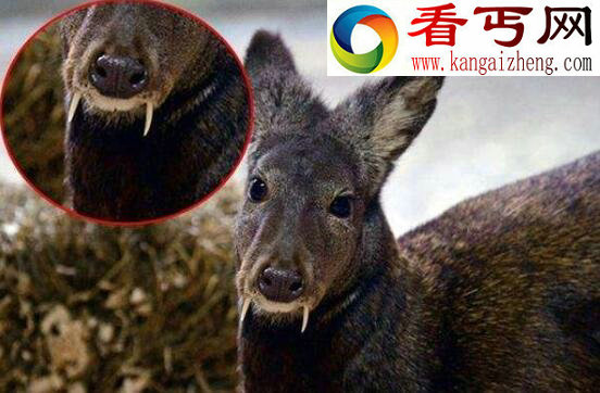 长着僵尸牙的吸血鬼鹿，不吸血能提炼麝香(濒临灭绝)