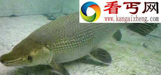 世界上最阴险的鱼,尖嘴鳄(会装死反攻猎物)