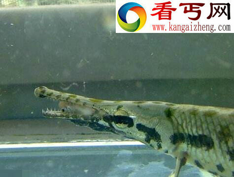 世界上最阴险的鱼,尖嘴鳄(会装死反攻猎物)