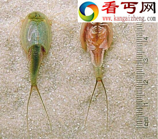 中国唯一的鲎虫，三眼恐龙虾(比恐龙更古老)