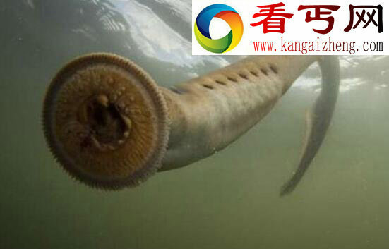 自然界最恐怖的“吸血鬼”,七鳃鳗(史前僵尸鱼)