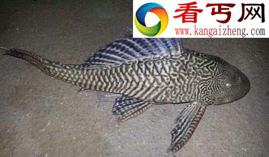 世界上最丑的鱼,垃圾鱼(身体大头部扁平)