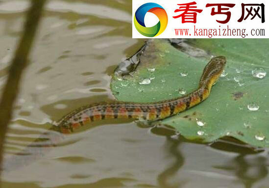泥蛇(中国水蛇)，被下禁令的食用蛇类