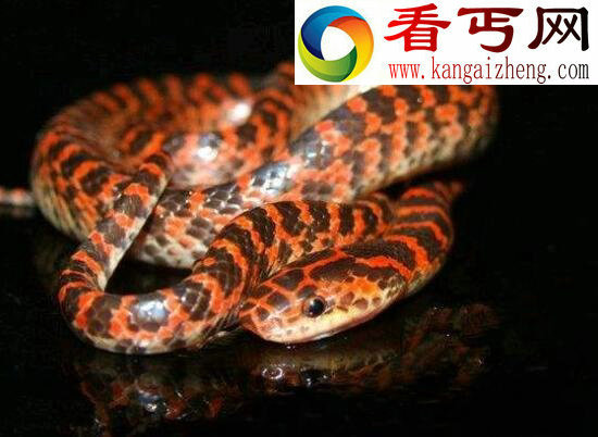 赤练蛇，饱受争议的有毒蛇种(图片)