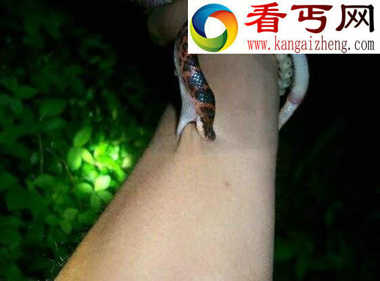 赤练蛇，饱受争议的有毒蛇种(图片)