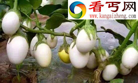会结出“蛋蛋”的蛋树，起源于中国(却已绝种)