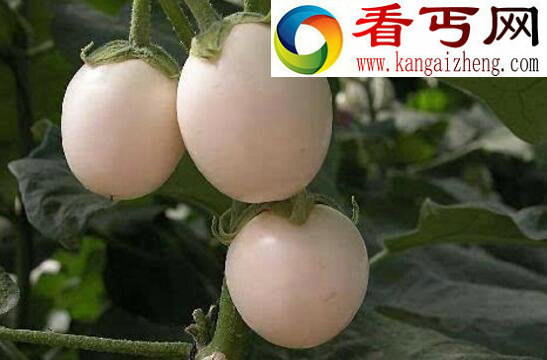 会结出“蛋蛋”的蛋树，起源于中国(却已绝种)
