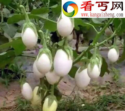 会结出“蛋蛋”的蛋树，起源于中国(却已绝种)