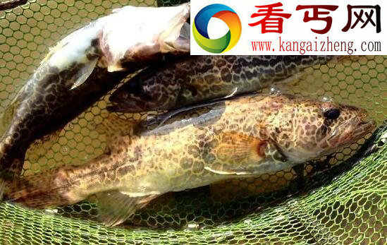 可食用的剧毒老虎鱼，被刺后疼痛数天(可治疮疖)