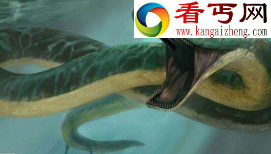 远古蛇类厚针龙，疑是龙的四脚蛇（蛇的祖先）