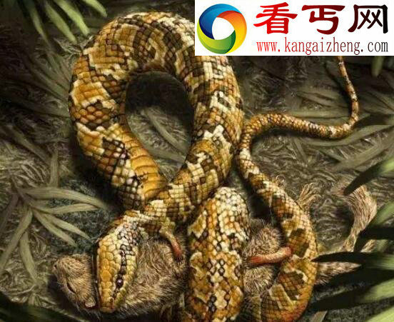 远古蛇类厚针龙，疑是龙的四脚蛇（蛇的祖先）