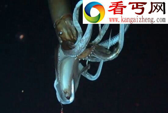 大王乌贼，与抹香鲸搏杀的深海巨怪(体长80米)