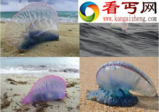 世界上最毒的水母,僧帽水母(剧毒可致人死亡)