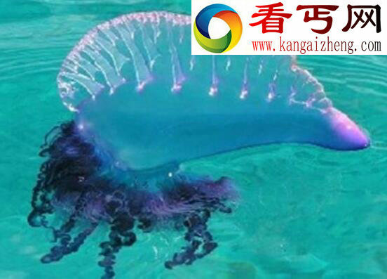 世界上最毒的水母,僧帽水母(剧毒可致人死亡)