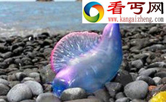 世界上最毒的水母,僧帽水母(剧毒可致人死亡)