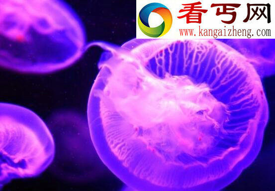 动物界的“活化石”，桃花水母(像花瓣散落在水中)
