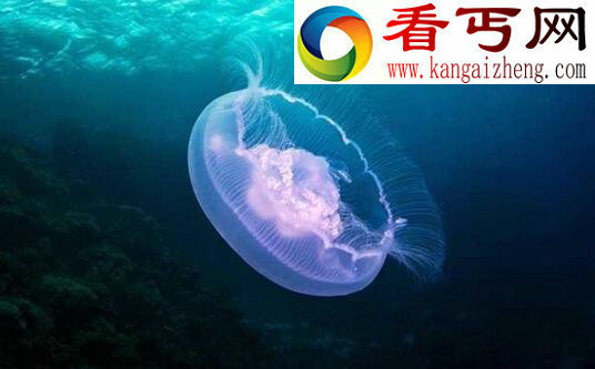 水母能吃吗,只有海月水母和海蜇能吃(其他都不能)