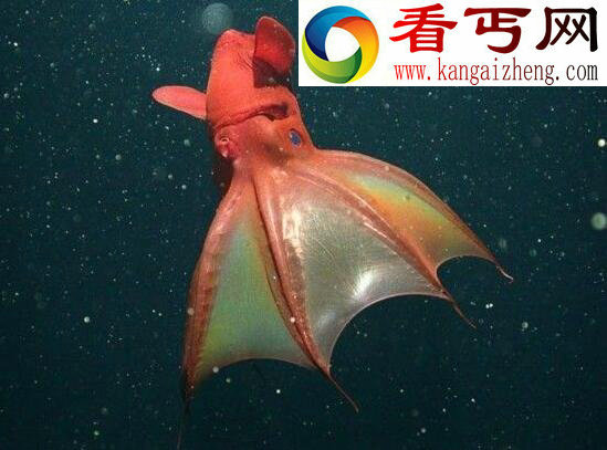 吸血鬼乌贼，只吃垃圾不吸血(乌贼章鱼的祖先)