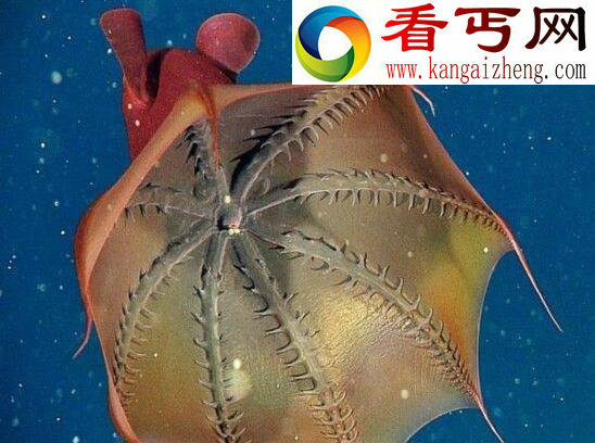 吸血鬼乌贼，只吃垃圾不吸血(乌贼章鱼的祖先)