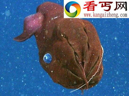 吸血鬼乌贼，只吃垃圾不吸血(乌贼章鱼的祖先)