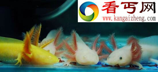六角恐龙鱼，自然界最强治愈能力(能重生脑部)