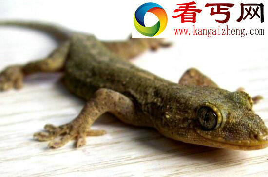 壁虎有毒吗,一般无毒(壁虎尿液剧毒)