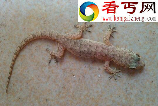 壁虎有毒吗,一般无毒(壁虎尿液剧毒)