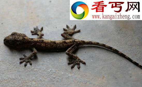 壁虎有毒吗,一般无毒(壁虎尿液剧毒)