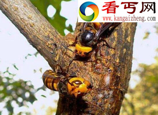世界五大毒蜂之一,中国大虎头蜂(蜇人致命)