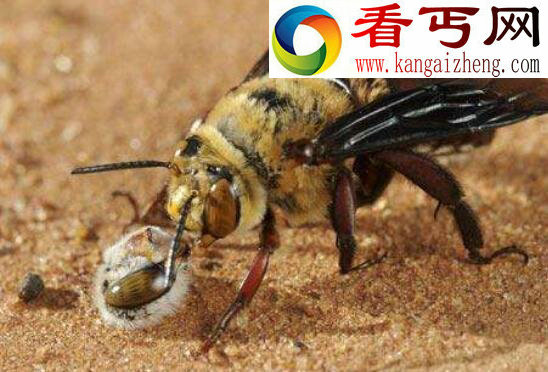 世界五大毒蜂之一,中国大虎头蜂(蜇人致命)