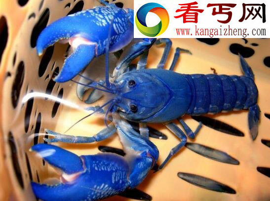 天空蓝魔虾，最适合懒人饲养的宠物